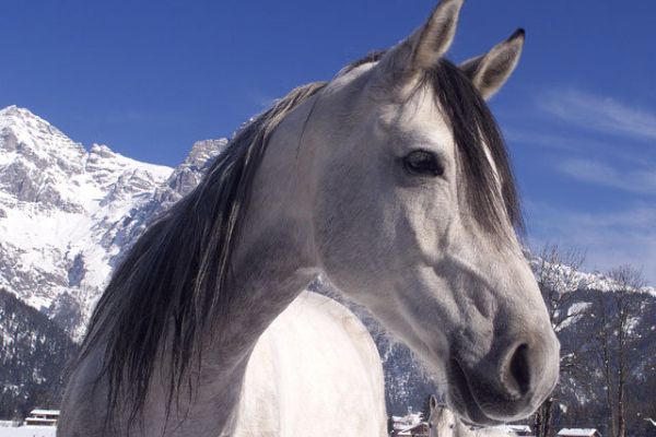 Strasserwirt -Reiten in Kitzbühels Alpen (Sankt Ulrich am Pillersee)